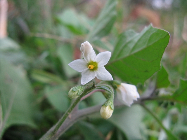 Solanum nigrum