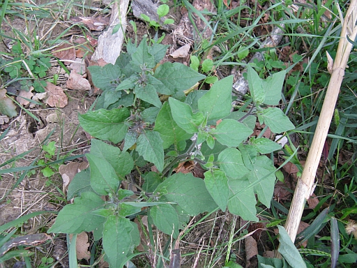 Solanum nigrum