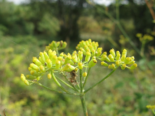 Foeniculum vulgare