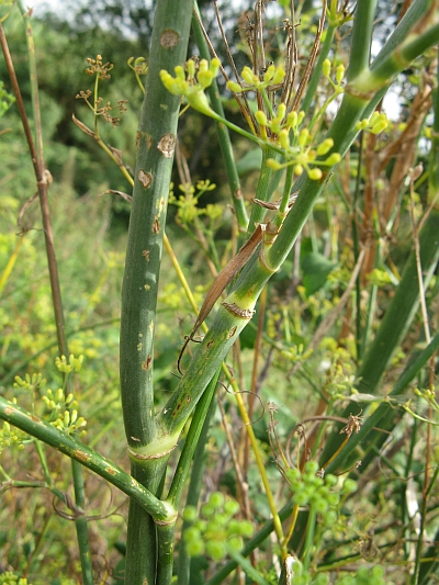 Foeniculum vulgare