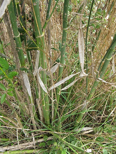 Foeniculum vulgare