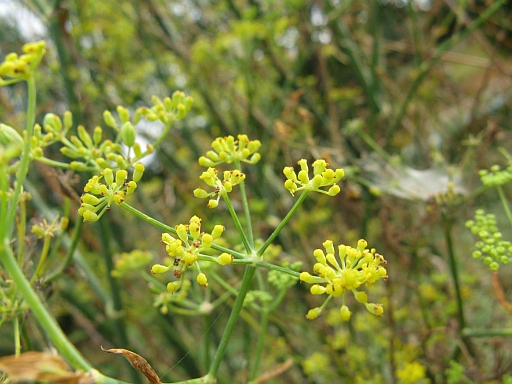 Foeniculum vulgare