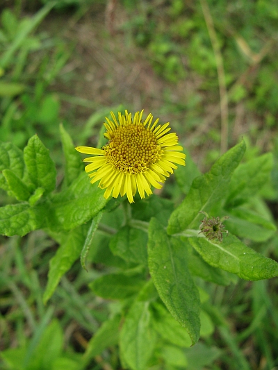 Pulicaria dysenterica