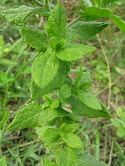 Pulicaria dysenterica