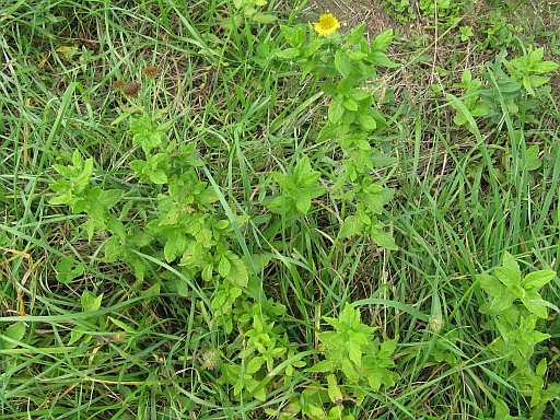 Pulicaria dysenterica