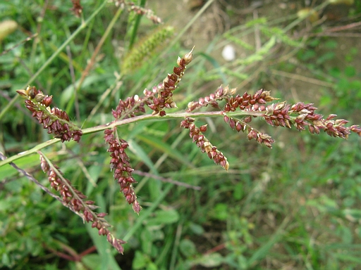 Quale Poacea? Echinochloa crus-galli