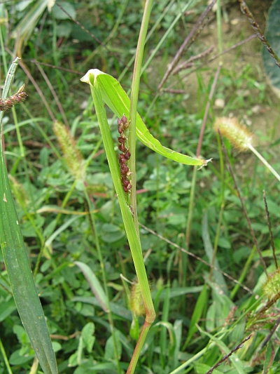 Quale Poacea? Echinochloa crus-galli