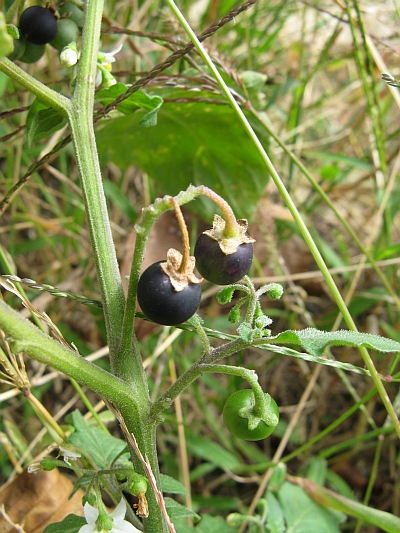 Solanum nigrum