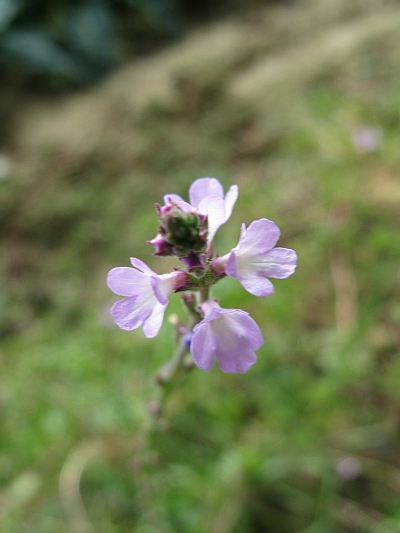 Verbena officinalis