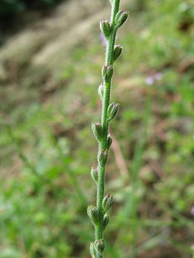 Verbena officinalis