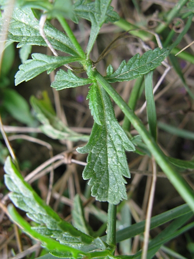 Verbena officinalis