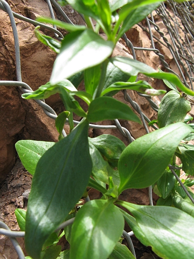 Centranthus ruber / Camarezza comune