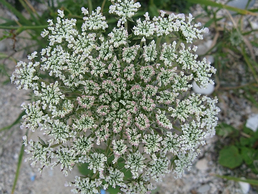 apiacea (riviera Conero) - Daucus gingidium