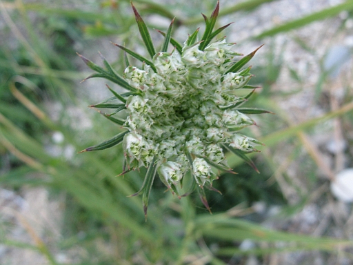 apiacea (riviera Conero) - Daucus gingidium