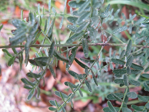 Hypericum perforatum