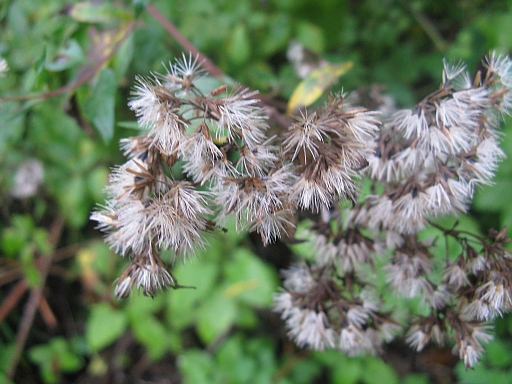 Eupatorium cannabium