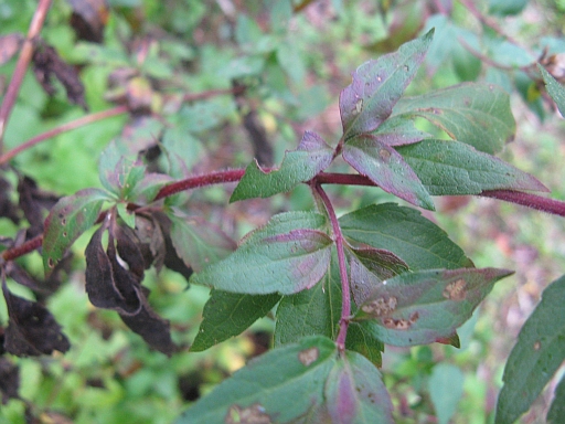 Eupatorium cannabium