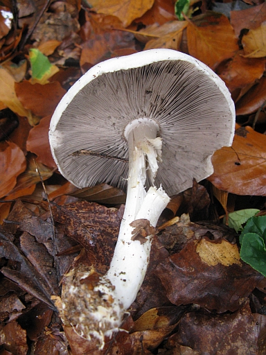 da determinare (cfr. Agaricus sylvicola)