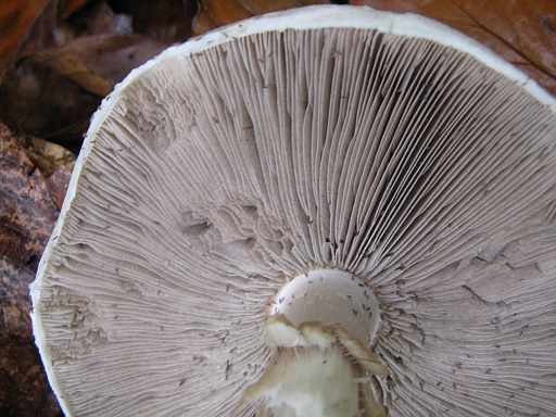 da determinare (cfr. Agaricus sylvicola)