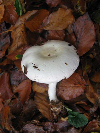 da determinare (cfr. Agaricus sylvicola)