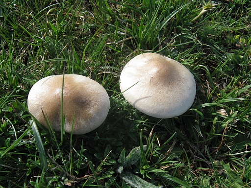 da determinare (cfr. Melanoleuca sp.)