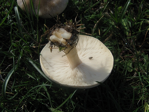 da determinare (cfr. Melanoleuca sp.)