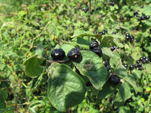 Lonicera xylosteum