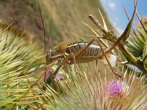 da riconoscere: Uromenus sp. ?