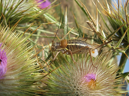 da riconoscere: Uromenus sp. ?