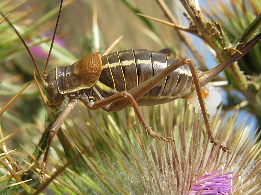 da riconoscere: Uromenus sp. ?