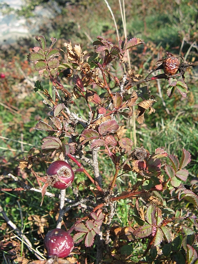 Rosa spinosissima (=Rosa pimpinellifolia) / Rosa di macchia