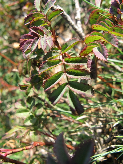 Rosa spinosissima (=Rosa pimpinellifolia) / Rosa di macchia