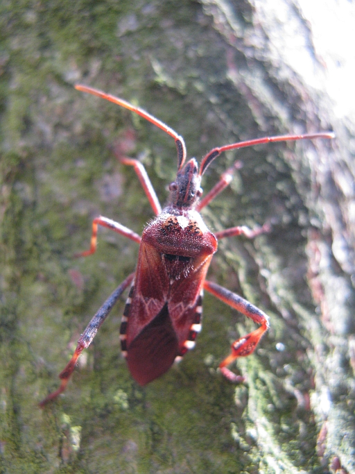 Coreidae: Leptoglossus occidentalis del Pesarese