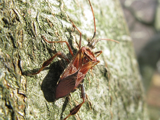 Coreidae: Leptoglossus occidentalis del Pesarese