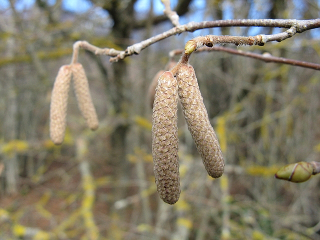 Corylus avellana / Nocciolo