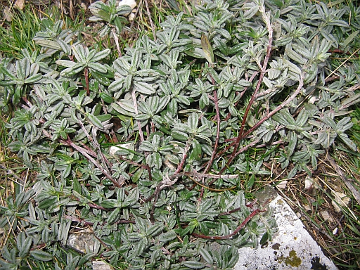 su versante roccioso - Helianthemum sp.