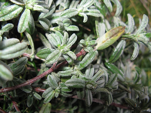 su versante roccioso - Helianthemum sp.