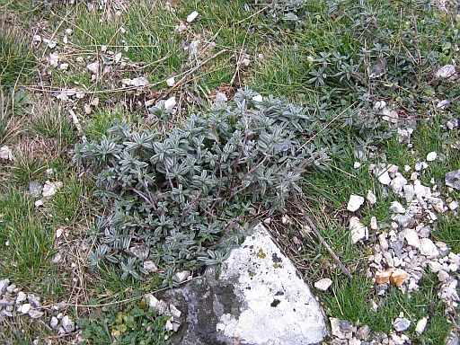 su versante roccioso - Helianthemum sp.