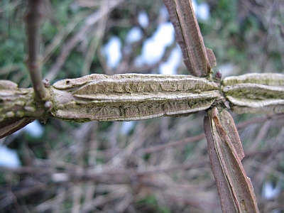 pianta con strane rigature sul fusto: Acer campestre