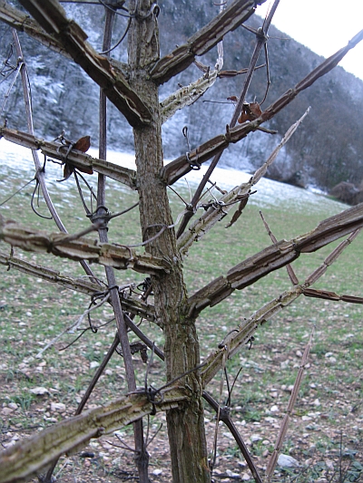 pianta con strane rigature sul fusto: Acer campestre