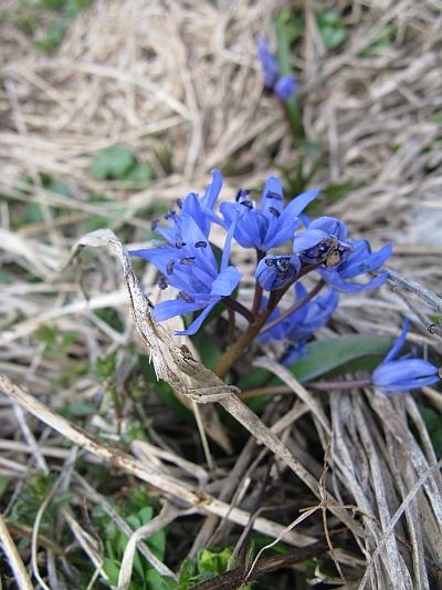 Scilla bifolia