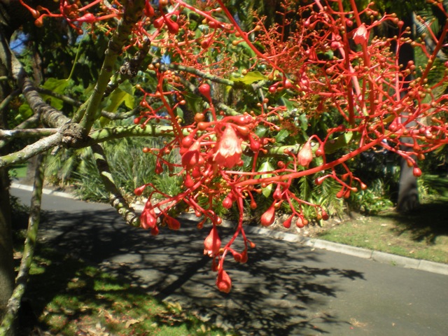 Brachychiton acerifolius