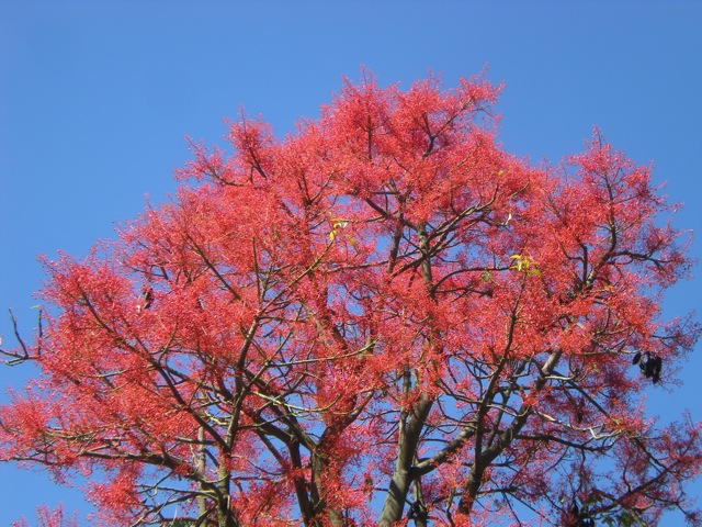 Brachychiton acerifolius