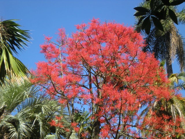 Brachychiton acerifolius