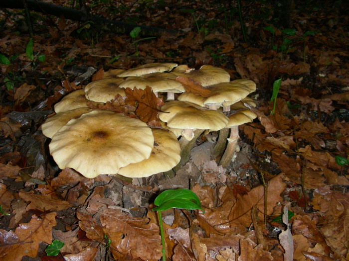 Armillaria mellea fotog.il 27.11.09.