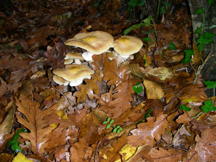 Armillaria mellea fotog.il 27.11.09.