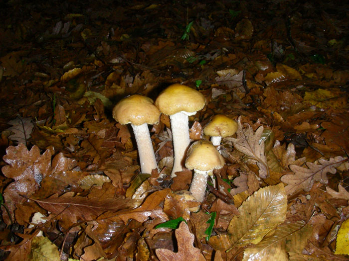 Armillaria mellea fotog.il 27.11.09.