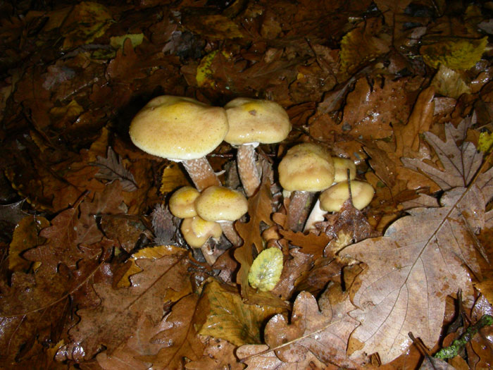 Armillaria mellea fotog.il 27.11.09.