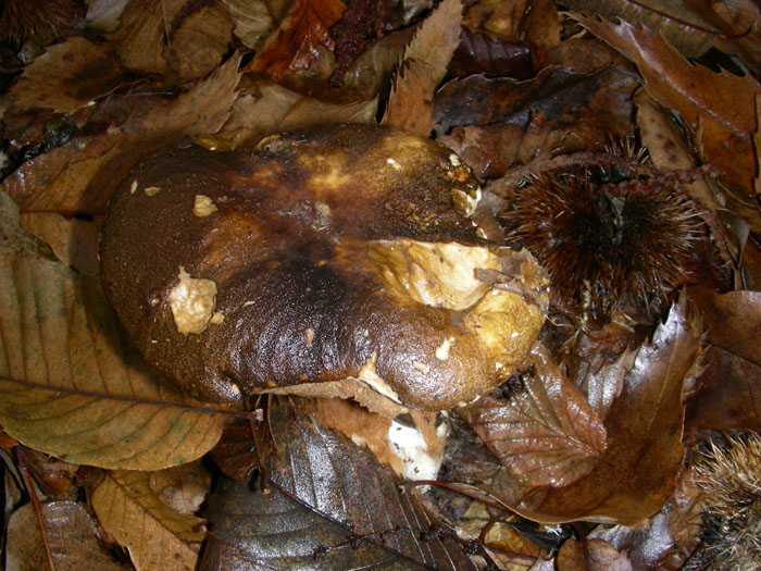 Boletus edulis.