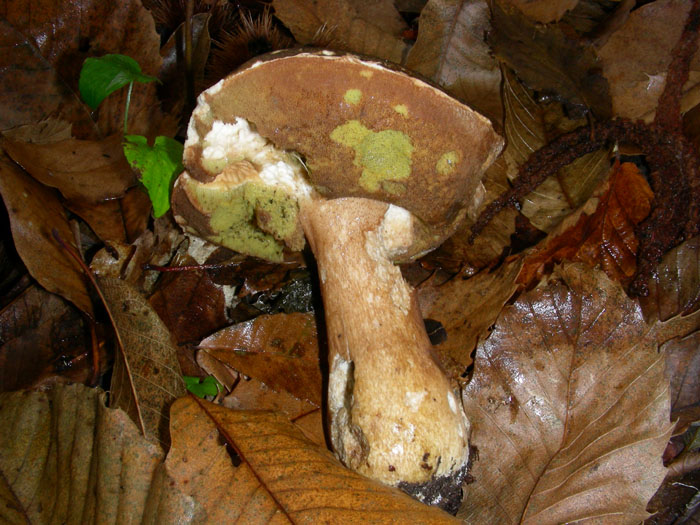 Boletus edulis.